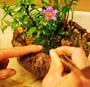 苔はりはピンセットを使って
