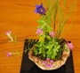 可憐な野の花