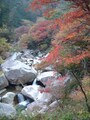 昇仙峡の紅葉・黄葉（1）