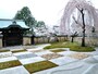 高台寺庭園のしだれ桜