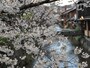 白川の流れと桜