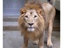 人気の動物は2014年にズーラシアからやって来た、インドライオンのラージャー（オス）（画像提供：野毛山動物園）