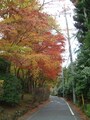 蓬莱園の紅葉・黄葉（4）