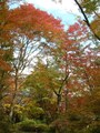 蓬莱園の紅葉・黄葉（5）