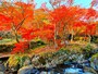 紅葉の熱海梅園