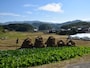 飛鳥の田園風景の中を自転車で走りましょう！