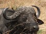 buffalo