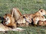 lionfamily