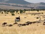 migration