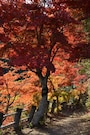 白雲山のモミジ