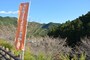 名栗渓谷の十月桜