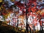 天覧山の紅葉