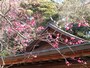 荏柄天神社の紅梅