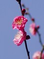 寒紅梅の花
