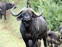 buffalo