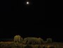 africanelephant