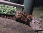 genet
