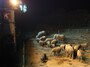 animalwatching