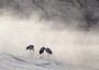 タンチョウ,バードウォッチング,鳥,冬,雪,雪景色,雪化粧,観察,カメラ,野鳥,野鳥観察