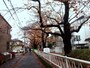 目黒区の呑川緑道もなかなか楽しい