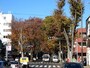 阿佐ヶ谷の南北を貫く中杉通り