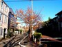 桜並木も続いている