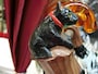 黒猫