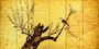 中村芳中　白梅小禽図屏風