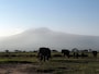 elephantfamily