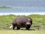 hippo