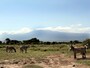 kilimanjaro