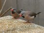 シュバシキンセイのシュバさんと友達