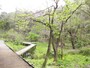 ハンノキ林