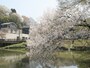 夫婦池　水辺のサクラ