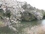 サクラ咲く夫婦池公園