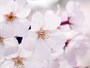ソメイヨシノ