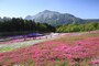 秩父の芝桜