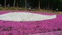 ピンク色と白色の絨毯を敷き詰めたような芝桜の丘