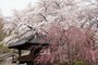 中院の桜。豪華。