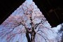 中院の桜。