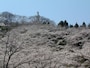 船岡城址公園の桜（1）