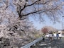 白石川堤一目千本桜（1）