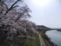 白石川堤一目千本桜（4）