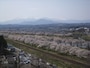 白石川堤一目千本桜（7）／船岡城址公園より大河原方面を望む