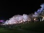 白石川堤一目千本桜（9）／大河原でのライトアップ