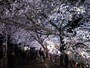 白石川堤一目千本桜（11）／大河原でのライトアップ