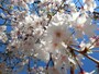 桜目線