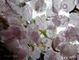 桜目線
