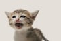 よく鳴く猫と鳴かない猫の違いとその理由
