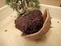 鉢の中に充満した根